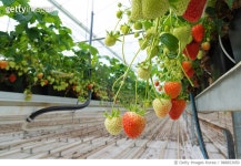 988853050 | 게티이미지코리아 | strawberry farm Royalty-Free 이미지