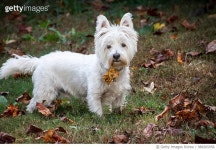 989265956 | 게티이미지코리아 | Westie Dog in the fall Royalty-Free 이미지