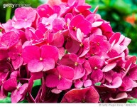 989625374 | 게티이미지코리아 | Pink viola flowers in nature Royalty-Free 이미지