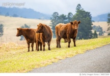 990972890 | 게티이미지코리아 | Outback Cows Royalty-Free 이미지