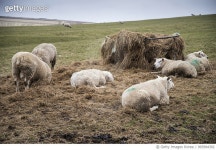 993994392 | 게티이미지코리아 | Sheep grazing in farm landscape on sunny day in Peak District UK Royalty-Free 이미지