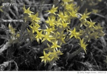995937126 | 게티이미지코리아 | sunny herbs Royalty-Free 이미지