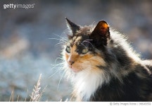 996183552 | 게티이미지코리아 | Cat Portrait in the Early Morning Royalty-Free 이미지