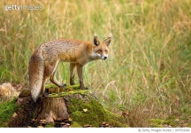 997554260 | 게티이미지코리아 | Red Fox Royalty-Free 이미지