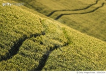 998162694 | 게티이미지코리아 | Traces in the wheat field Royalty-Free 이미지