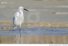 995924838 | 게티이미지코리아 | egret posing Royalty-Free 이미지