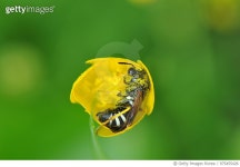 975455426 | 게티이미지코리아 | A bee in a buttercup. Royalty-Free 이미지