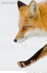 976324548 | 게티이미지코리아 | Close-up of redfox, Quebec, Canada Royalty-Free 이미지