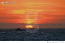 977215574 | 게티이미지코리아 | Flock of birds over ocean at sunset, California Royalty-Free 이미지