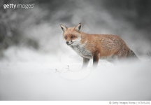 977451202 | 게티이미지코리아 | Red fox in snow Royalty-Free 이미지