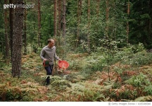 1025306546 | 게티이미지코리아 | Man picking lingonberries in the woods forest nature recreation Royalty-Free 이미지