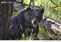 973919624 | 게티이미지코리아 | American Black Bear Cub -6455 Royalty-Free 이미지
