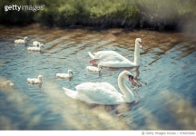 974093684 | 게티이미지코리아 | No Black Swans here! Royalty-Free 이미지