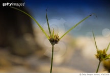 974833100 | 게티이미지코리아 | Lonely On The Cliff Royalty-Free 이미지