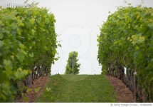 974868686 | 게티이미지코리아 | vineyard, Kentville NS Royalty-Free 이미지