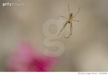 974958882 | 게티이미지코리아 | Web Creator Royalty-Free 이미지