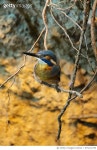 975213790 | 게티이미지코리아 | Kingfisher Royalty-Free 이미지
