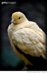 975262148 | 게티이미지코리아 | Pied Imperial Pigeon Royalty-Free 이미지