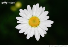 975386934 | 게티이미지코리아 | Smile of a Daisy Royalty-Free 이미지