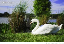 975418042 | 게티이미지코리아 | Is it a swan? Royalty-Free 이미지