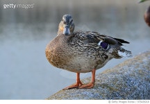 975439218 | 게티이미지코리아 | Photo by: Grinevich Marinka Royalty-Free 이미지