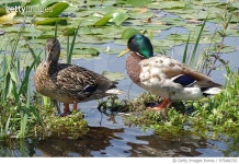 975466762 | 게티이미지코리아 | Life By The Pond Royalty-Free 이미지