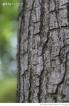 975813488 | 게티이미지코리아 | A Bark!!! Royalty-Free 이미지