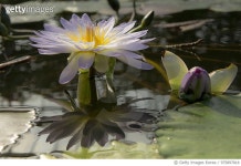 975897818 | 게티이미지코리아 | waterlily-referection-20121207 Royalty-Free 이미지