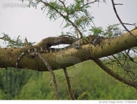 975903938 | 게티이미지코리아 | Nile Monitor Lizard Royalty-Free 이미지