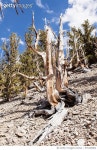 976340882 | 게티이미지코리아 | Ancient Bristlecone Pine Forest Royalty-Free 이미지