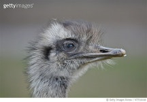 977510166 | 게티이미지코리아 | Emu Royalty-Free 이미지