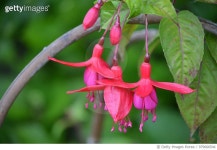 979666544 | 게티이미지코리아 | Fuchsia "Anna Maria Royalty-Free 이미지