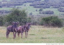 980729432 | 게티이미지코리아 | Gnus - Masai Mara Royalty-Free 이미지