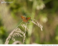 980738332 | 게티이미지코리아 | Comma butterfly Royalty-Free 이미지