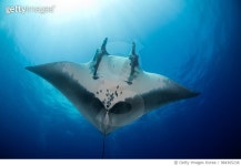 984365238 | 게티이미지코리아 | Free as a Bird Royalty-Free 이미지