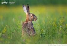 988499938 | 게티이미지코리아 | Brown hare Royalty-Free 이미지