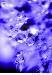 990370152 | 게티이미지코리아 | Precious Pearls Royalty-Free 이미지