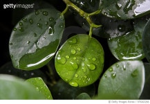 979263266 | 게티이미지코리아 | Greentonio #19 Royalty-Free 이미지