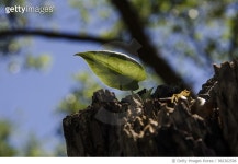 982302596 | 게티이미지코리아 | Greentonio #27 Royalty-Free 이미지