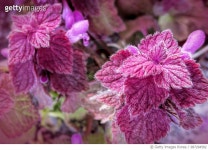 987294582 | 게티이미지코리아 | Henbit Royalty-Free 이미지