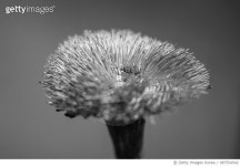 987554542 | 게티이미지코리아 | 105-IMG_1716.jpg Royalty-Free 이미지