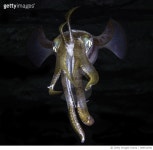 989516766 | 게티이미지코리아 | Common ReefSquid Royalty-Free 이미지