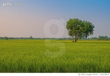 1039438578 | 게티이미지코리아 | Idyllic View of Farm Against Sky, Thailand Royalty-Free 이미지