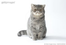 MARYEV18000846 | 게티이미지코리아 | Exotic Shorthair Cat Rights-Managed 이미지