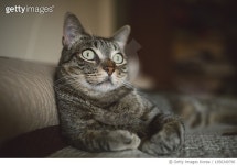 1056349790 | 게티이미지코리아 | Portrait of tabby cat Royalty-Free 이미지