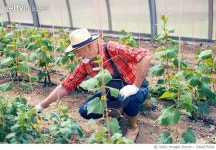 1064475564 | 게티이미지코리아 | Working In Greenhouse Royalty-Free 이미지