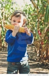 1060311348 | 게티이미지코리아 | A boy eating corn in a corn field. Royalty-Free 이미지