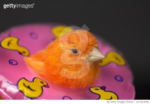 1071819568 | 게티이미지코리아 | Bird with a float Royalty-Free 이미지