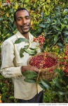 1077158300 | 게티이미지코리아 | Young African man collecting coffee cherries, East Africa Royalty-Free 이미지