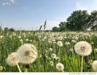 1096905794 | 게티이미지코리아 | Close-Up Of Dandelion On Field Against Sky Royalty-Free 이미지